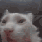 cat-crazy.gif