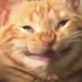 chungo69 的头像