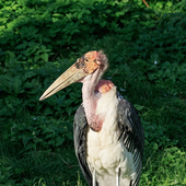 marabu69 的头像