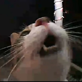 Freddie__ 的头像
