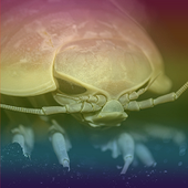 huggingbugs 的头像