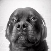 headphone doggy