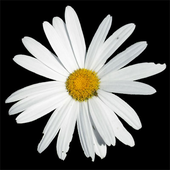 LastFM profile picture for @margherita