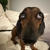 Veliooo 的头像