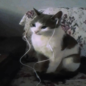cinnamnr0ll 的头像