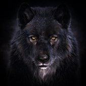 Avatar for VargarnasGud