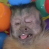 Oraigor 的头像