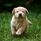 puppyxx 的头像
