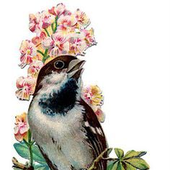 Avatar for Carponai