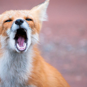 Avatar for foxtod_