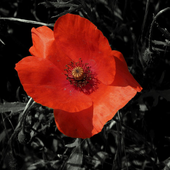 Avatar for Vergiftet