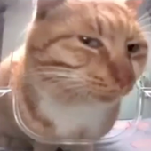 SockTheCat 的头像