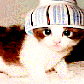 Avatar for KittyMeowy