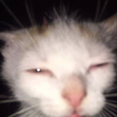nosiiunu 的头像