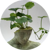 Avatar for Simabur