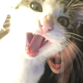 Avatar for s4kik0