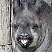 Wombaticus için avatar