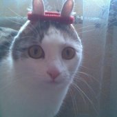 hairtiecat.jpg