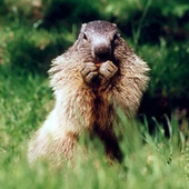 Awatar dla marmottin