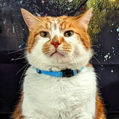 Avatar for Norokai