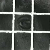 horse, the girl