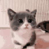 BOIIIMANGOMANGO 的头像