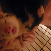 theangryweasel 的头像