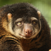 Avatar for anonymousanimal