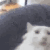 moomoozain 的头像