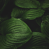 Animesh_varma 的头像