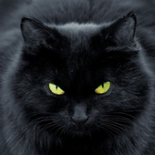 Avatar for schwarze-SKAtze
