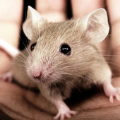 Avatar for YellowRedMouse