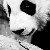 AdorablePanda 的头像