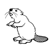 baffling_beaver için avatar