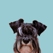 Avatar for NiXelaS