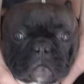 Dbhdtt 的头像