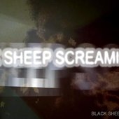 BLACK SHEEP SCREAMING