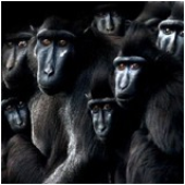dead_monkeys için avatar