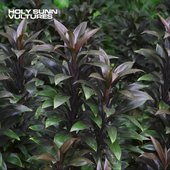 Vultures - Single