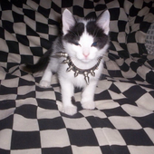 Avatar for catsrwhereitsat