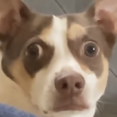 Avatar for AngerryMoment
