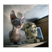 LastFM profile picture for @Pet