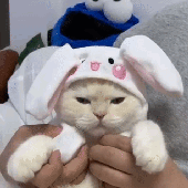 Safed_zzz 的头像
