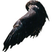Falcon- 的头像