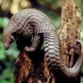 Avatar de SteelPangolin