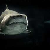Avatar for PHShark