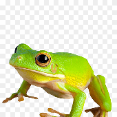 Avatar für Da_frog3