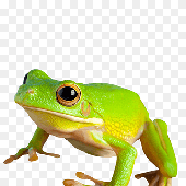 Avatar de Da_frog3