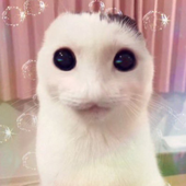 Hoi1hoi 的头像
