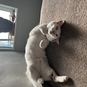 meowsars 的头像